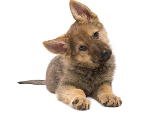 Can Pets and Children Share a Bed?